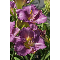 Hemerocallis 'Entrapment' / Denivka, C2
