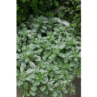 Sedum spurium ´Tricolor´ / Trojbarevný rozchodník, K9