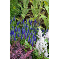 Veronica spicata ´Royal Candles´ / Rozrazil klasnatý, K9