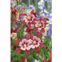 Aquilegia caerulea Crimson Star / Orlíček , K9