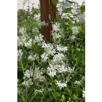 Gaura lindheimeri 'Geyser White' / Gaura , K9