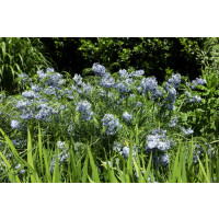 Amsonia hubrichtii / Amzónia , K9
