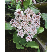 Bergenia 'Bressingham White' / Bergénie , K11
