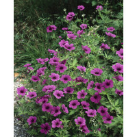 Geranium psilostemon 'Patricia' / Kakost, K9