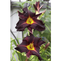 Hemerocallis 'Black Prince' / Denivka Černý princ, K9