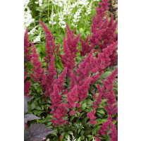 Astilbe x arendsii ´Fanal´ / Čechrava, K9
