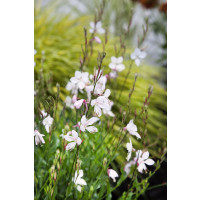 Gaura lindheimeri 'Geyser White' / Gaura , K9
