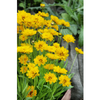 Coreopsis grandiflora ´Early Sunrise´ / Krásnoočko velkokvěté , K9