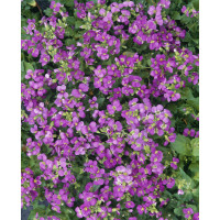 Arabis blepharophylla ´Rose Delight´ / Huseník brvolistý, K9