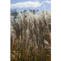 Miscanthus sinensis ´Malepartus´ / Ozdobnice čínská, C1,5