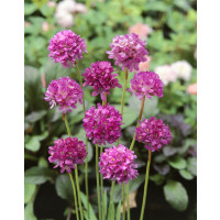 Armeria maritima 'Nifty Thrifty' / Trávnička přímořská , K9