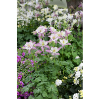 Aquilegia caerulea Spring Magic Rose and Ivory / Orlíček , K9