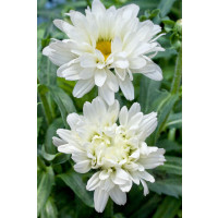 Leucanthemum x maximum ´Victorian Secret´ / Kopretina, C2