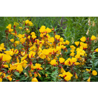 Oenothera fruticosa ´Youngii´ / Pupalka, K9