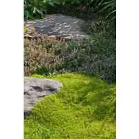 Sagina subulata ´Aurea´/ Úrazník šídlovitý, K9