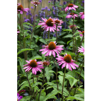 Echinacea purpurea ´Pink Pearl´/ Třapatka nachová , K9