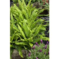 Blechnum spicant / Rebrovka různolistá , K9