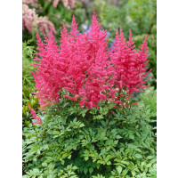 Astilbe arendsii ´Bella´ / Čechrava růžová, K9
