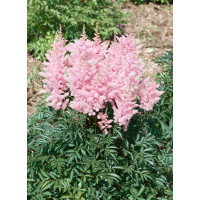 Astilbe arendsii ´Sister Theresa´ / Čechrava , C1