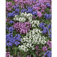 Prunella grandiflora ´Alba´ / Černohlávek velkokvětý, K9