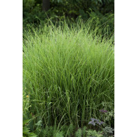 Miscanthus sinensis 'Graziella' / Ozdobnice čínská, K9/K11