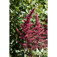 Astilbe japonica 'Red Sentinel' / Astilbe japonská , K9