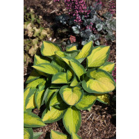 Hosta 'Orange Marmalade' / Funkia , K11