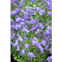Campanula cochlear. ´Baby Blue´ / Zvonek lžičníkolistý modrý, K9