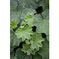 Alchemilla mollis / Kontryhel měkký , K9
