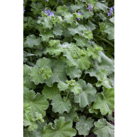 Alchemilla mollis / Kontryhel měkký , K9