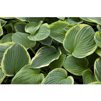 Hosta ´Aureomarginata´ / Bohyška / Funkie, K9