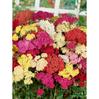 Achillea millefolium F2 'Summer Pastels' / Řebříček obyčejný, K9