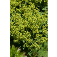 Alchemilla mollis / Kontryhel měkký , K9