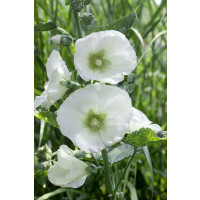 Alcea rosea Polarstar / Topolovka bílá, Proskurník bílý, C1,5