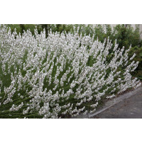 Lavandula angustifolia ´Edelweis´ / Levandule úzkolistá, K9