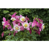 Aquilegia fl. ´Spring Magic Rose White´ / Orlíček růžový, bílý střed, K9