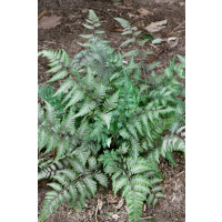Athyrium otophorum 'Red Beauty' / papratka , K9