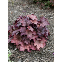 Heuchera 'Georgia Peach' / Heuchera , K11
