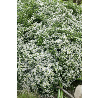Aster ericoides 'Snowflurry' / Astra vřesovcovitých'Snehová prehánka' , K9