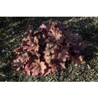 Heuchera 'Georgia Peach' / Heuchera , K11