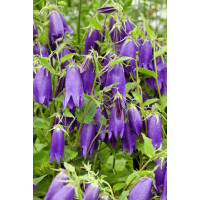 Campanula punctata ´Sarastro´ / Zvonek tečkovaný, C1,5