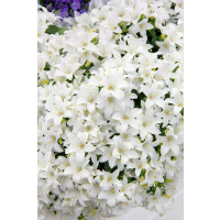Campanula cochlear. ´Baby White´ / Zvonek lžičníkolistý bílý, K9