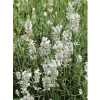 Lavandula angustifolia 'Silbermöve' / Levandule úzkolistá, K9