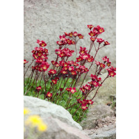 Saxifraga arendsii ´Higlander Red´ / Lomikámen, K9