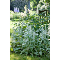 Stachys byzantina / Čistec vlnatý , K9