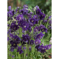 Aquilegia vulgaris Blue Barlow / Orlíček obecný , K9