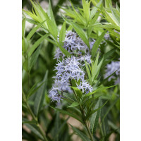 Amsonia tabernaemontana / Amzónia Tabernaemontanova , K13