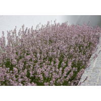 Lavandula angustifolia ´Rosea´ / Levandule úzkolistá, K9