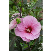 Hibiscus moscheutos ´Oak Soft Pink´ / Velkokvětý ibišek růžový, K11