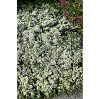 Aster ericoides 'Snowflurry' / Astra vřesovcovitých'Snehová prehánka' , K9